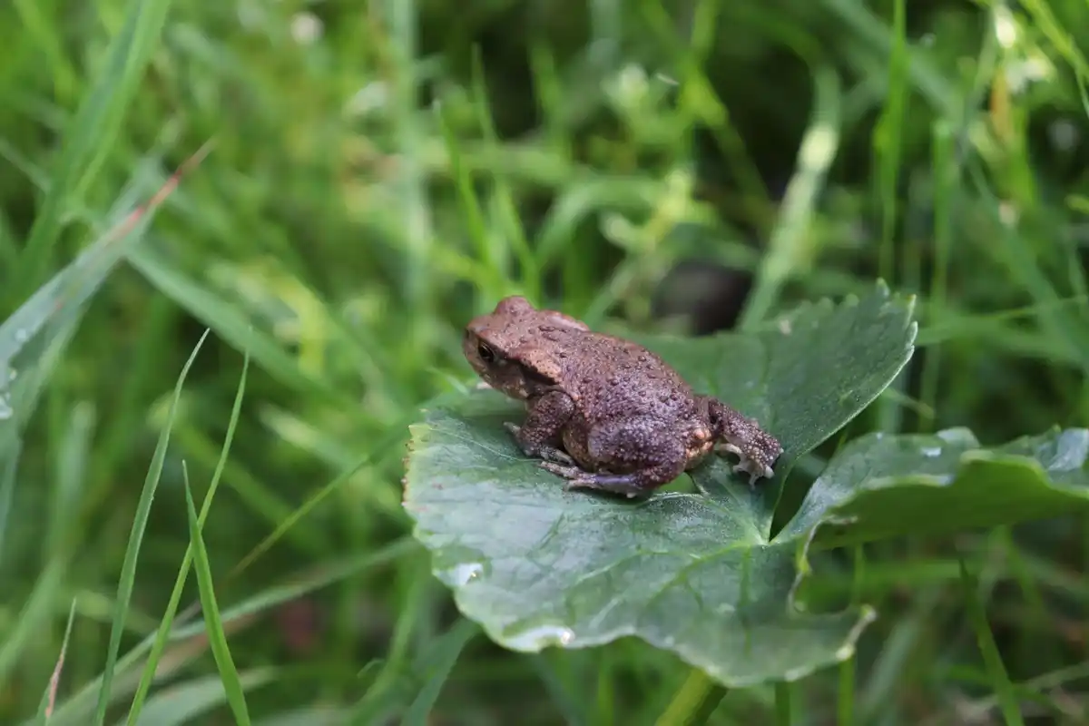 garden with snails and natural predators like frogs