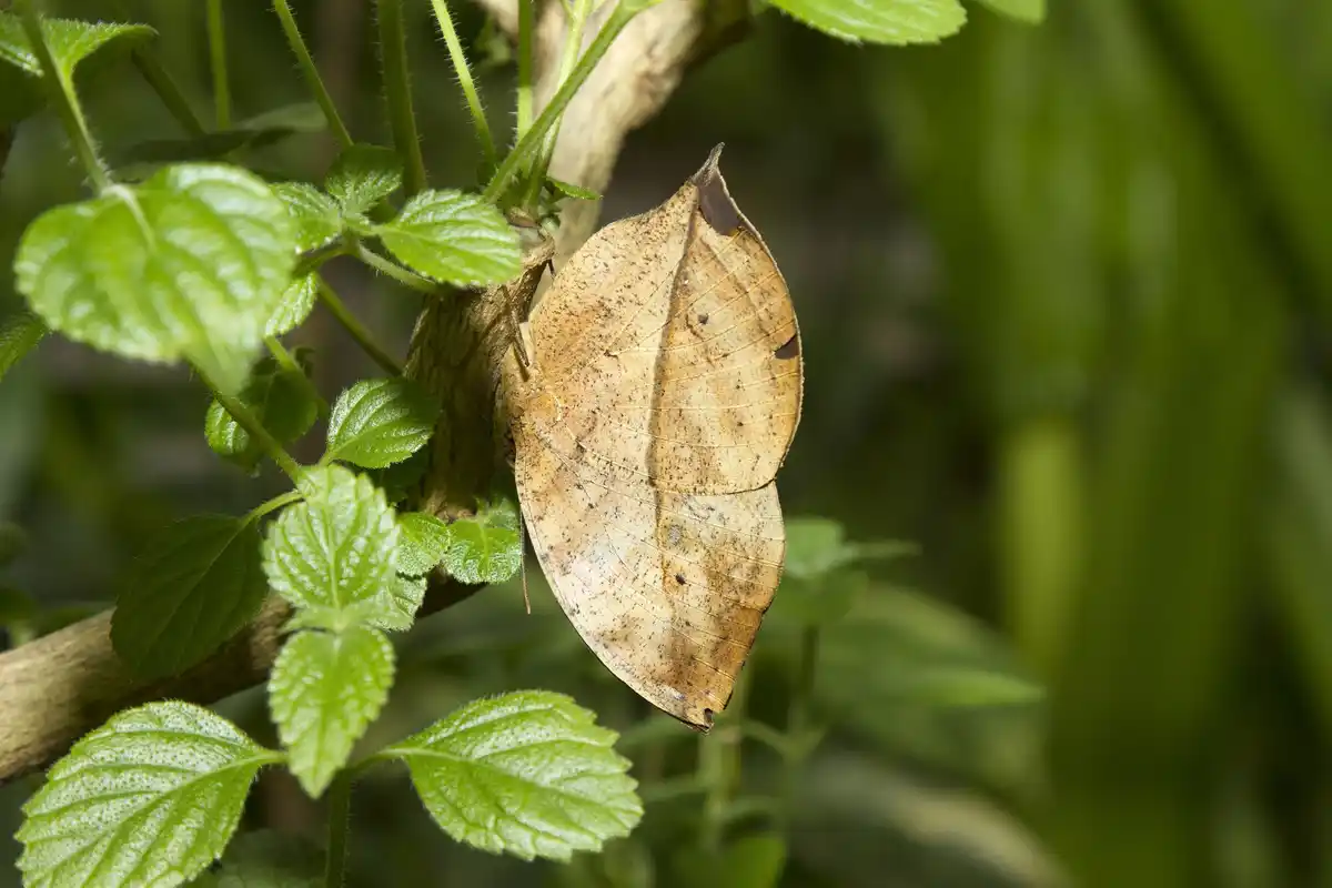 early symptoms of plant diseases in garden close up