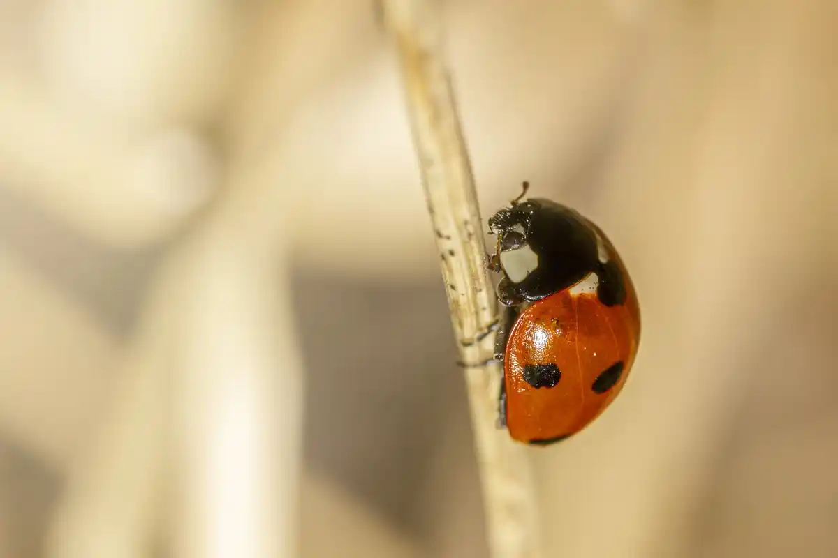 organic pest control ladybugs garden