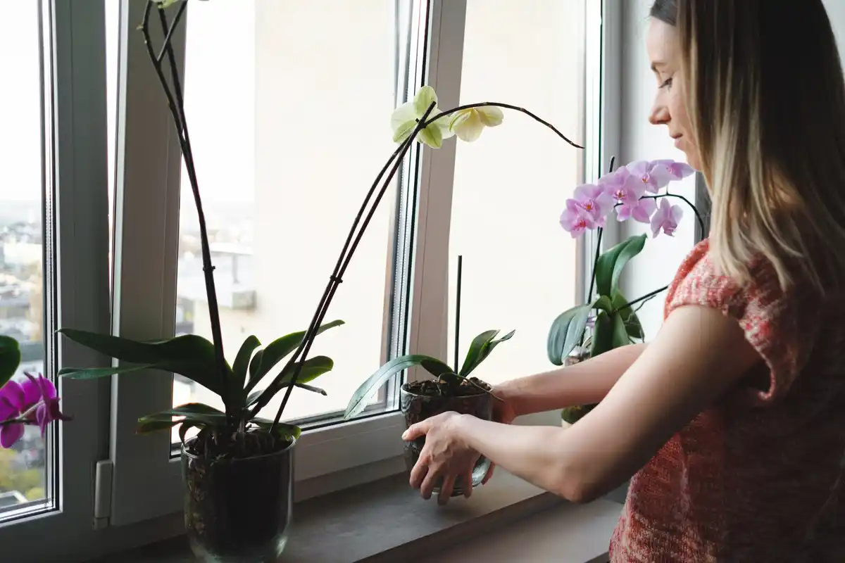 indoor plant near window poor light