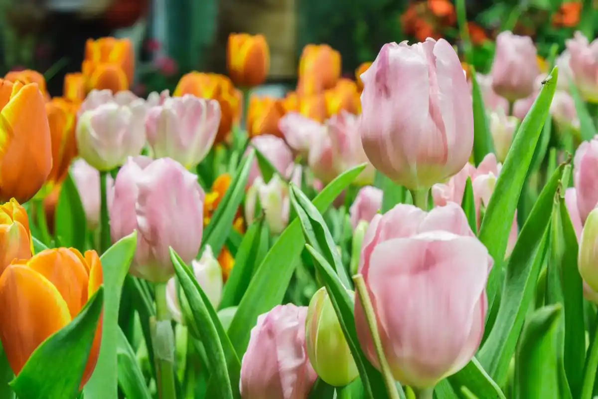 beautiful dutch lawn in spring