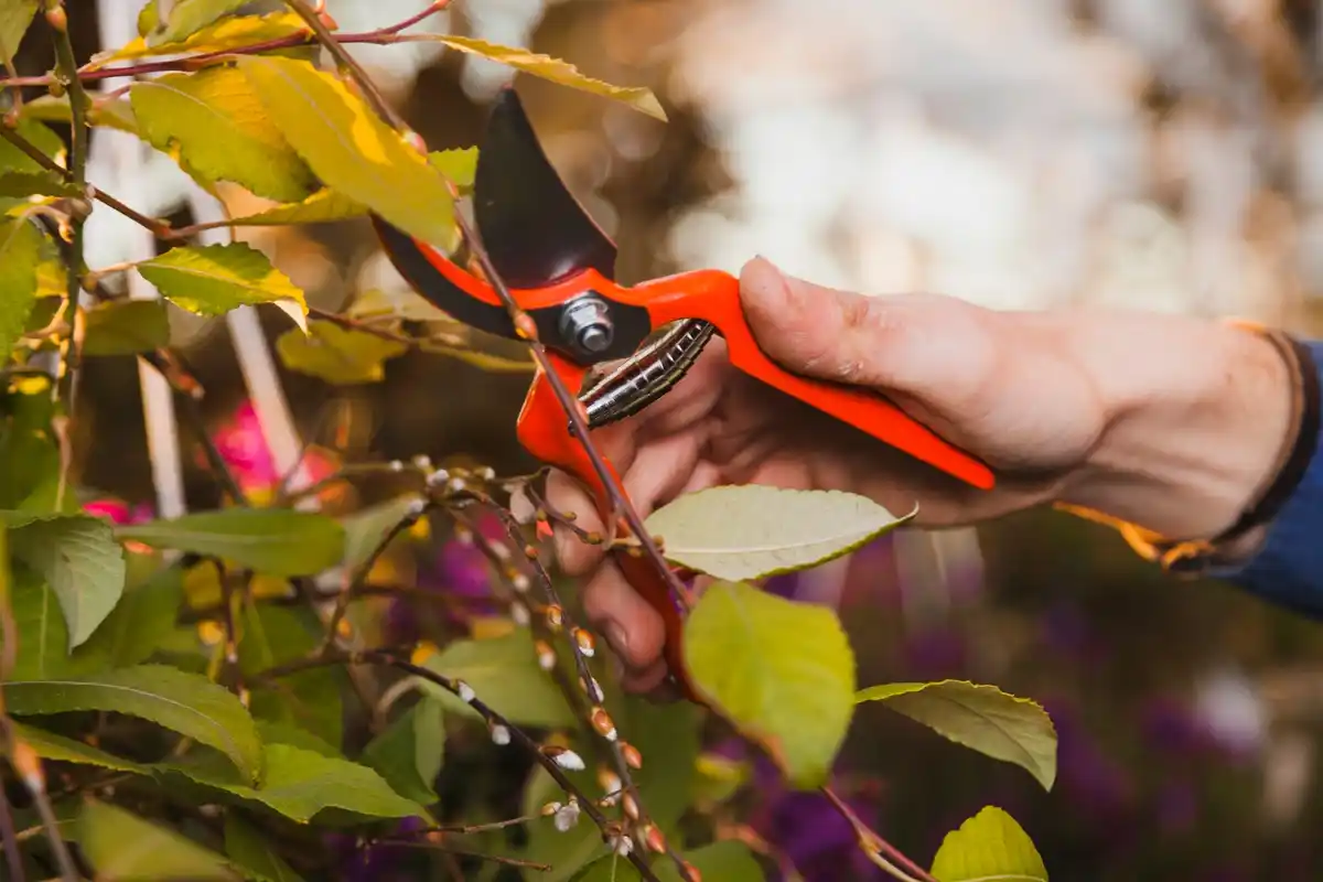 gardener using sharp pruners to cut branches in garden
