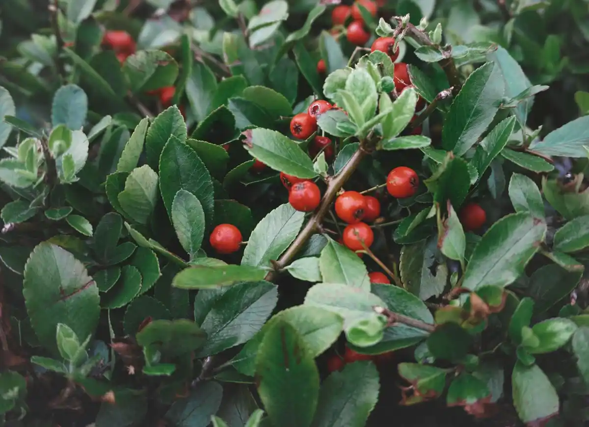 Dutch garden with berry bushes and ripe berries