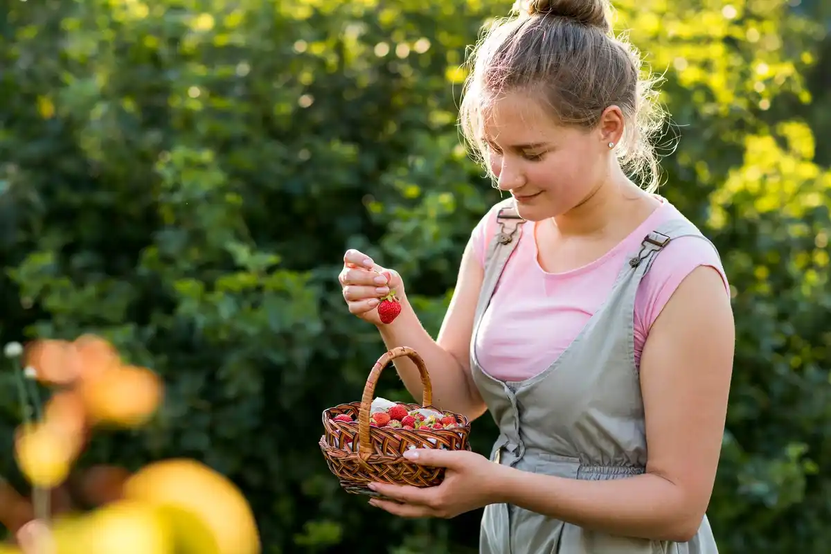 berry picking ripe berries Netherlands garden