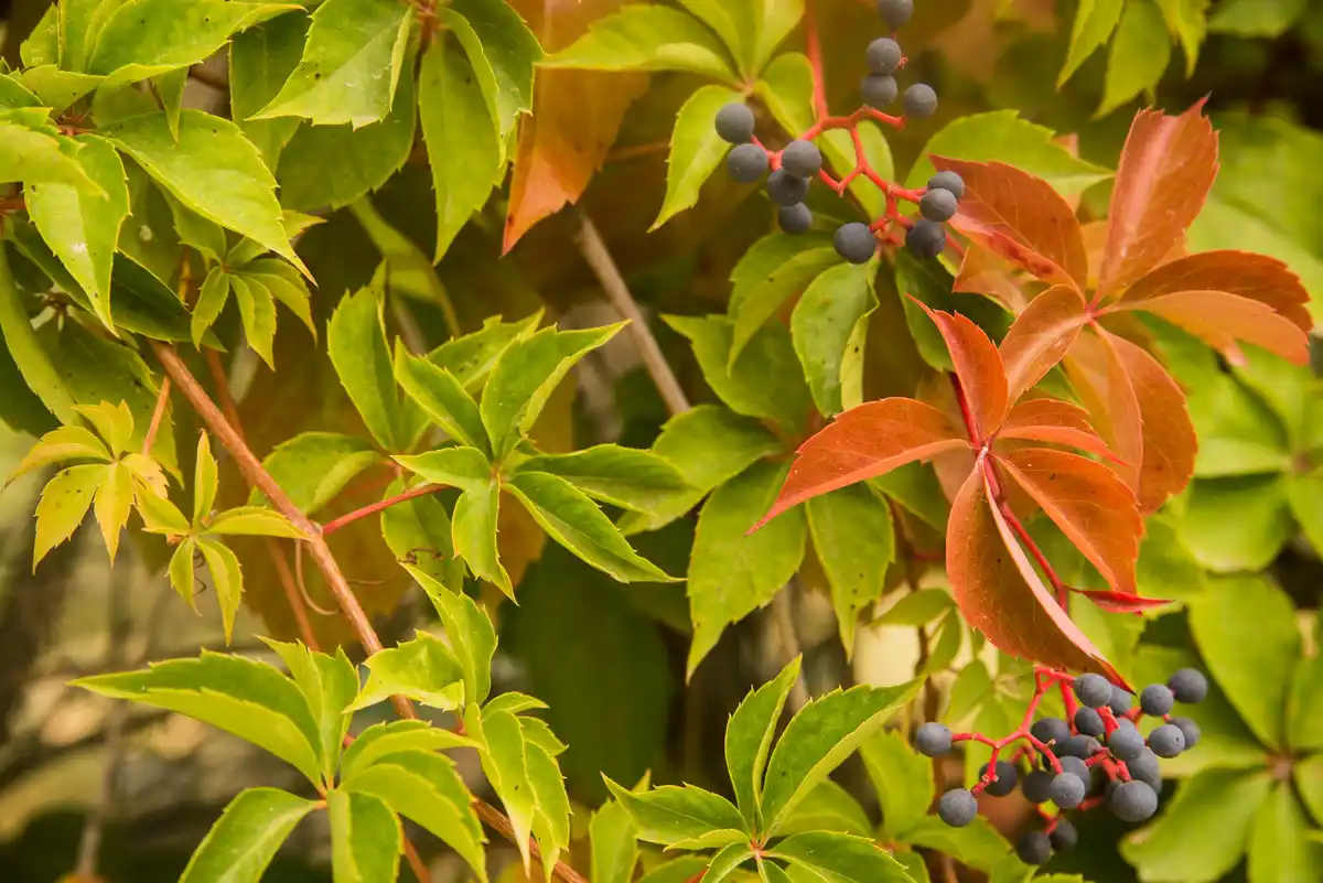 raspberry bushes garden harvest summer fruits