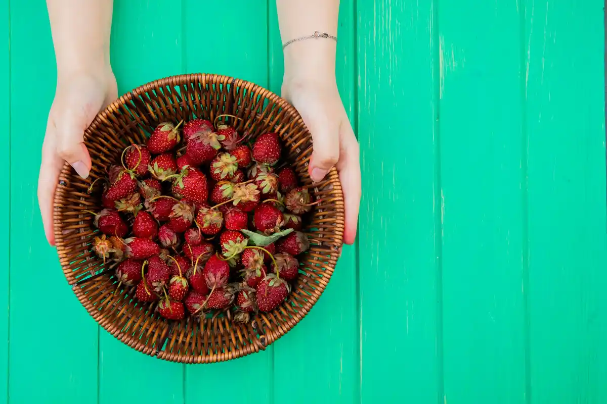 raspberry bushes garden harvest