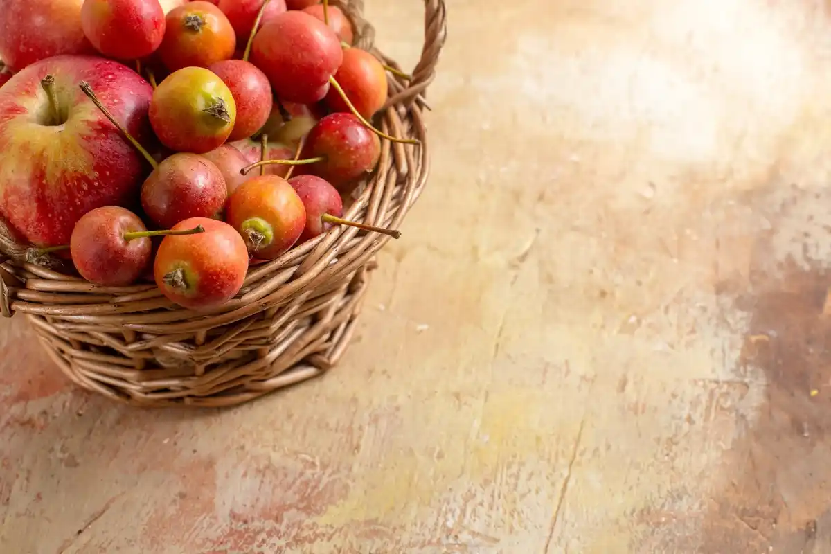 apple orchard harvest netherlands autumn
