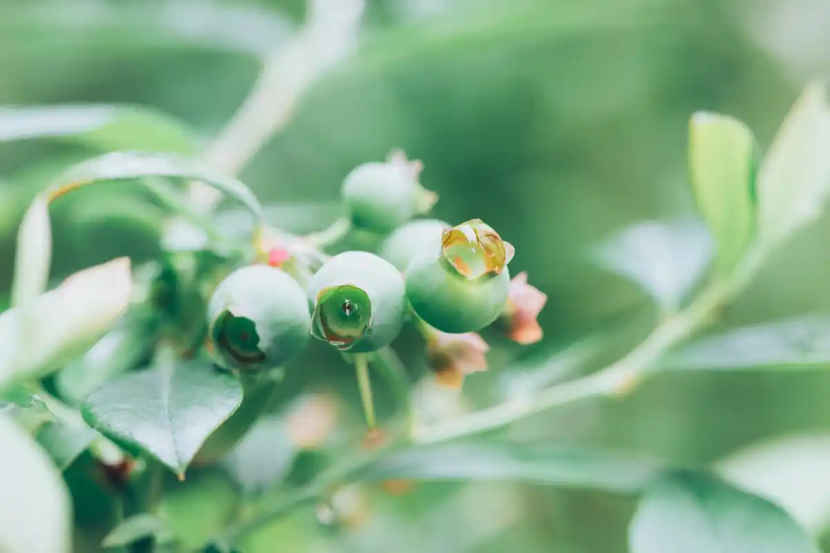 blueberry bush with ripe berries