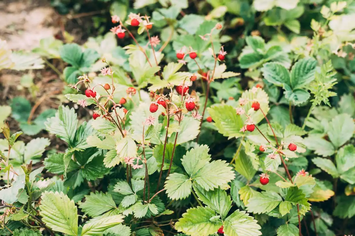 red currant bush garden netherlands