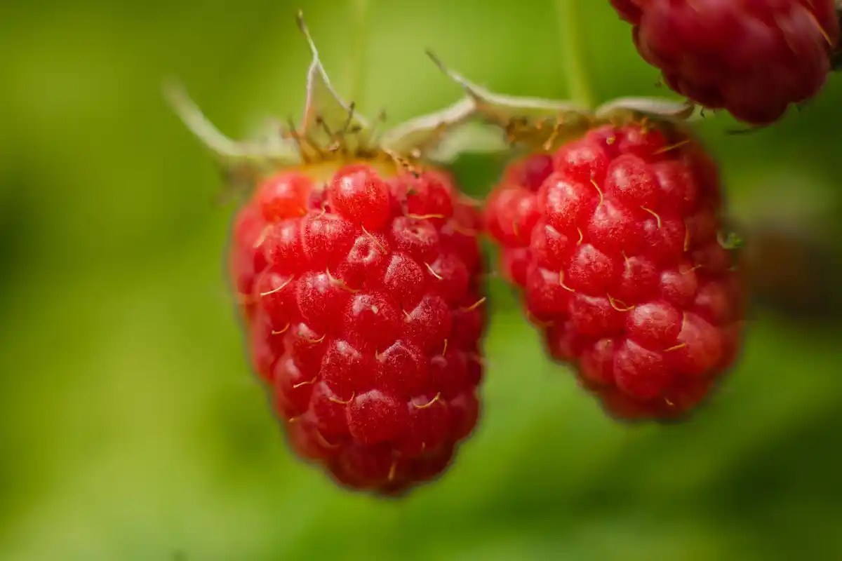 ripe raspberries growing in garden backyard