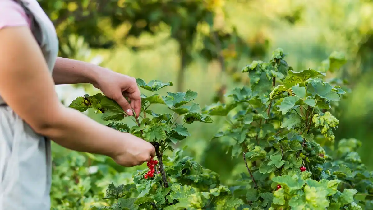 growing raspberry bush garden backyard