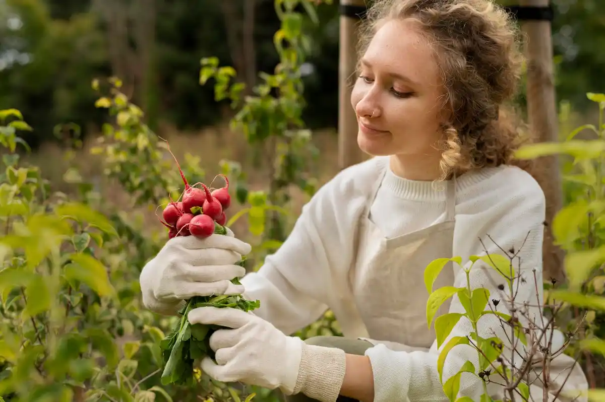 soil preparation for raspberry bushes gardening