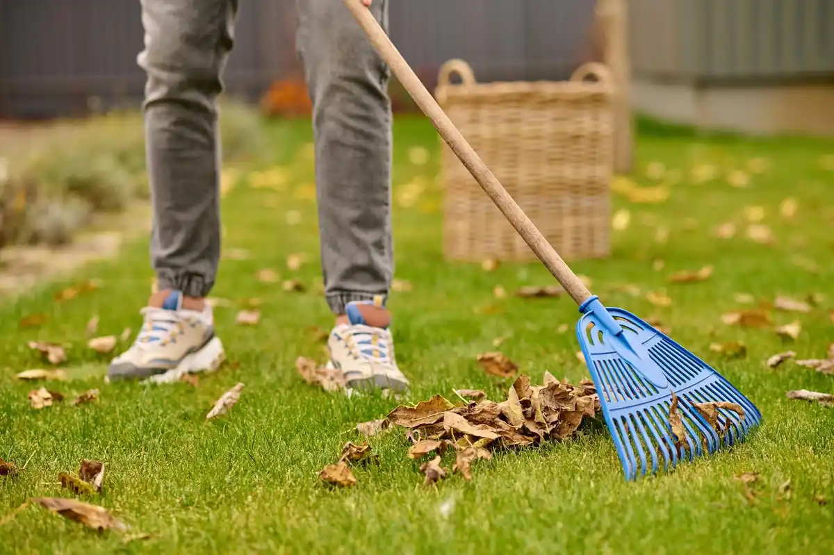 Dutch lawn scarifying garden healthy grass