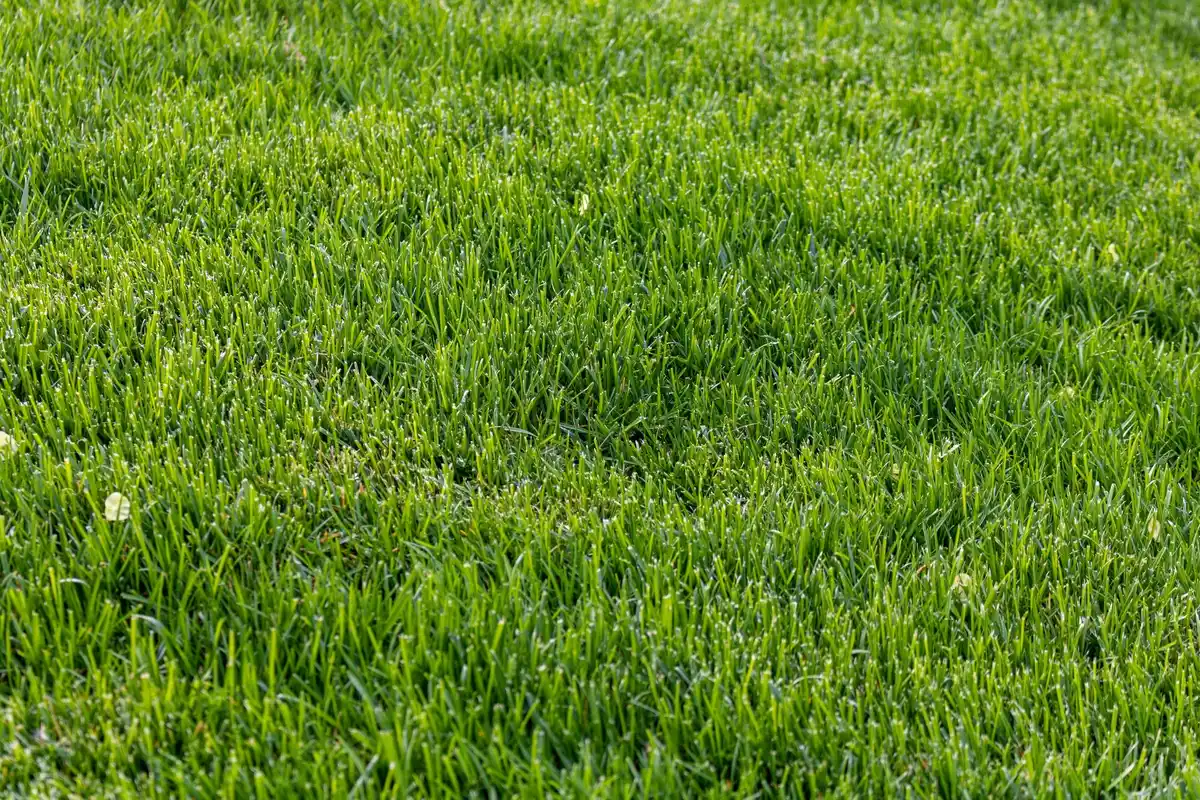 close-up of healthy green lawn with fresh soil and grass