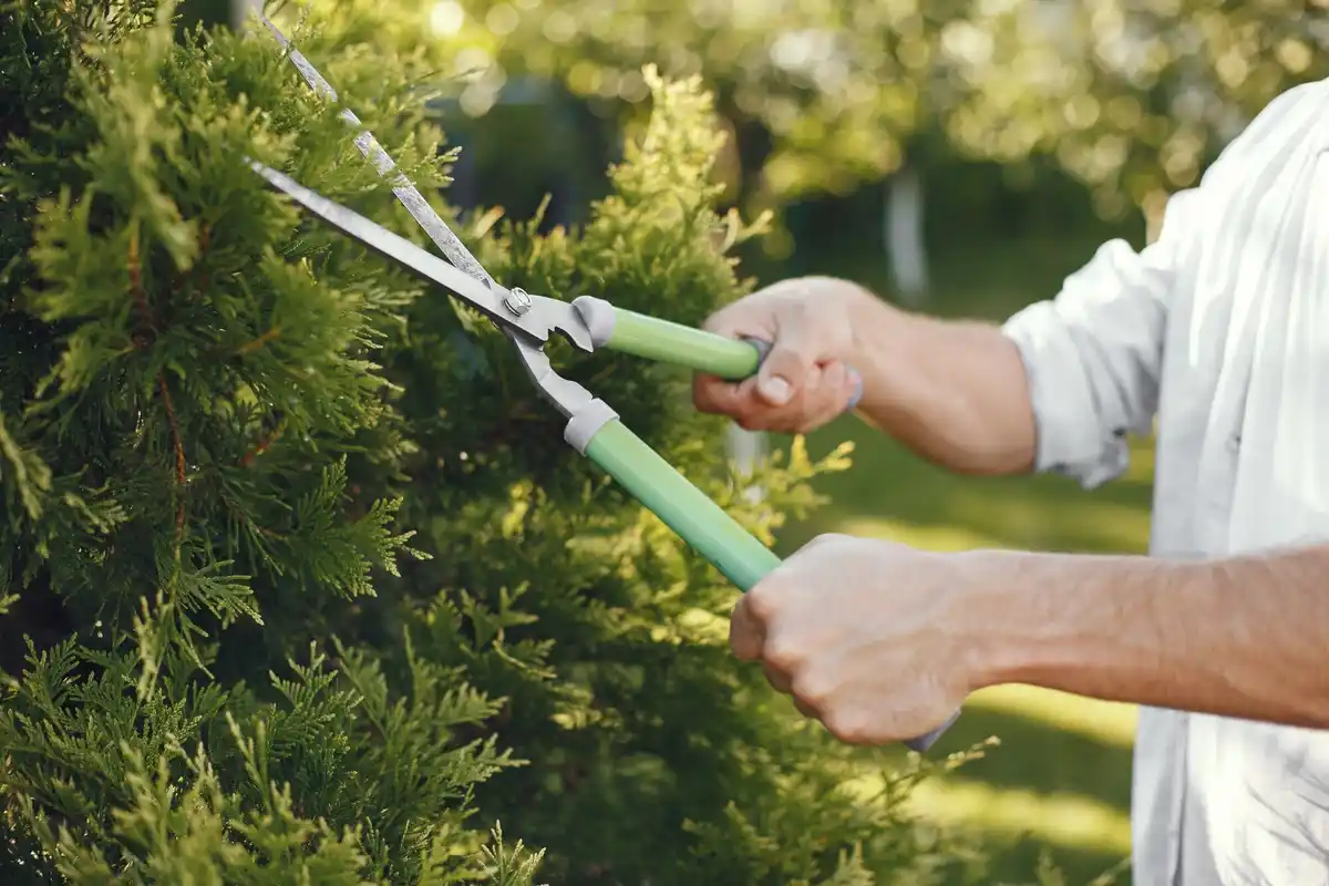 Dutch green lawn maintenance gardening