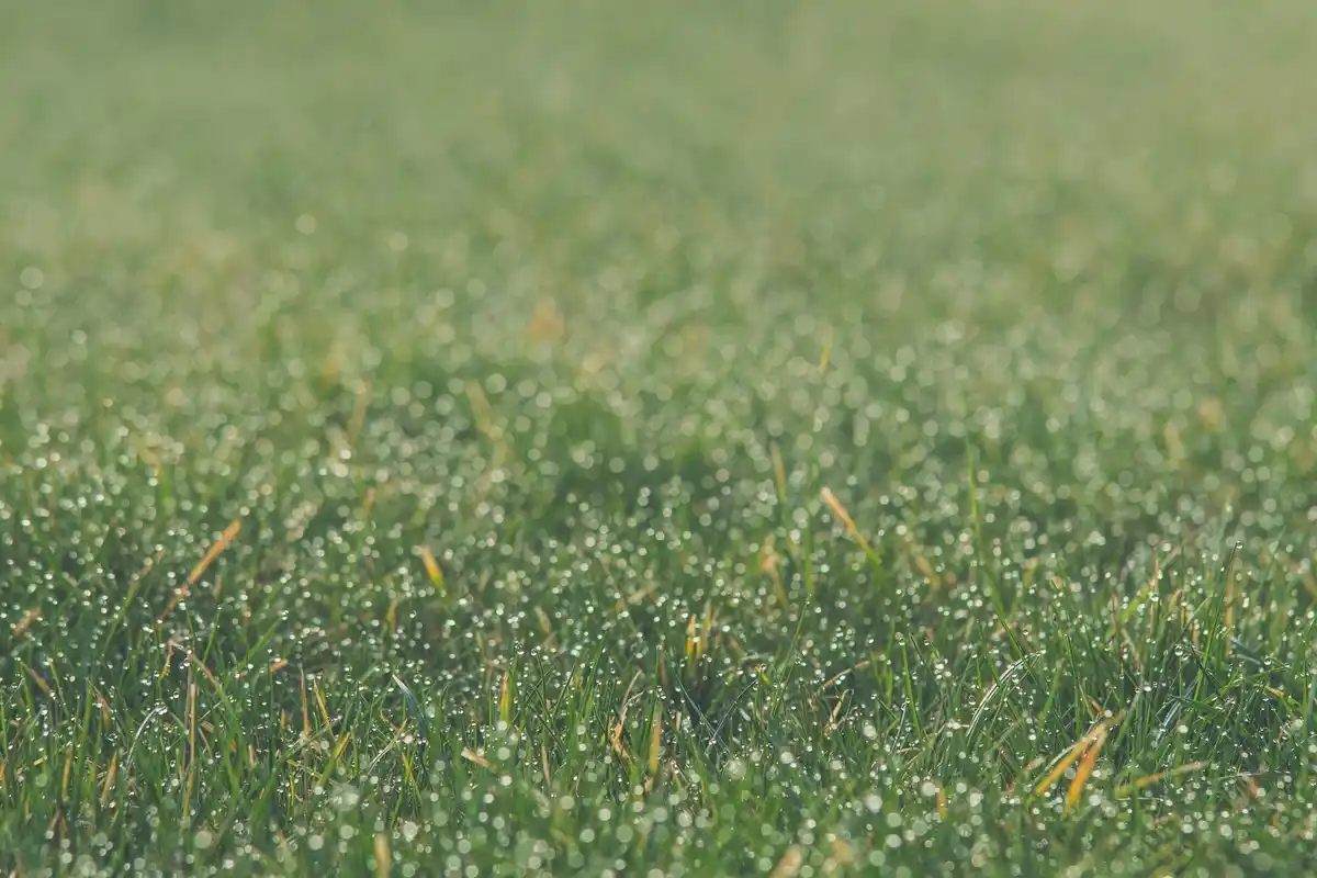 Dutch lawn green grass close-up