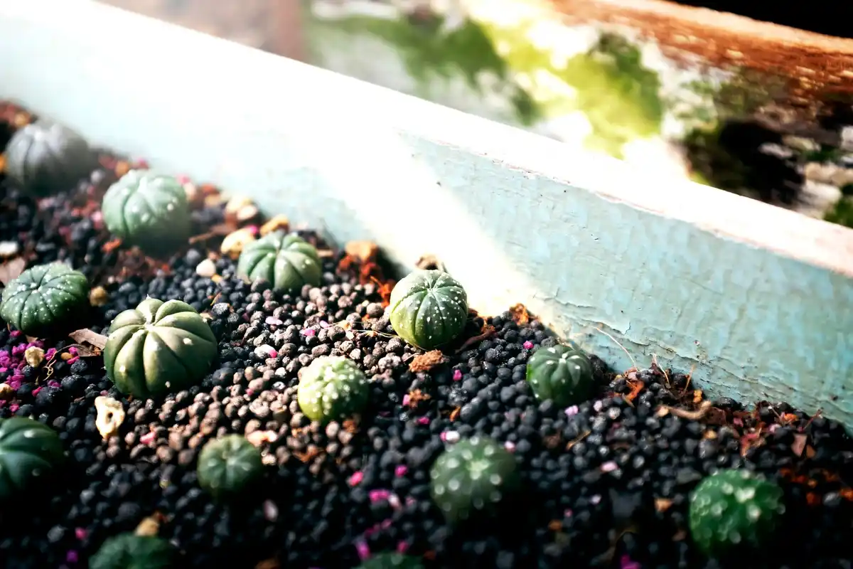 exotic fruit plants in dutch garden