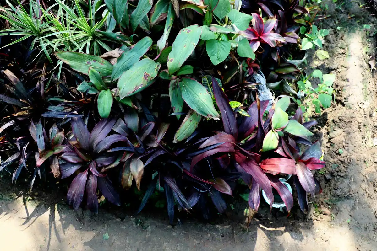 exotic fruit plants in Dutch garden