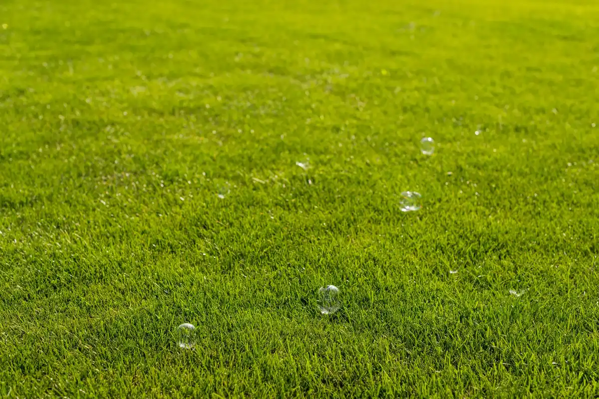 lush green lawn with morning dew