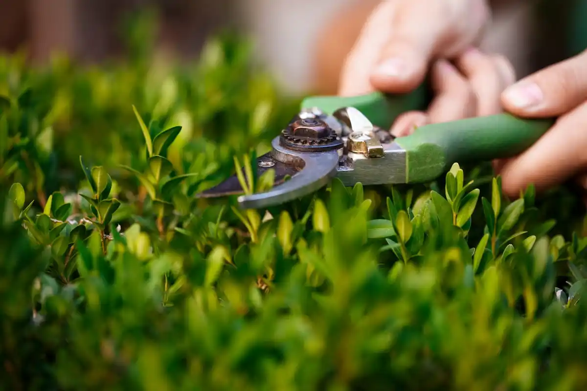 dutch lush green lawn repair garden tools