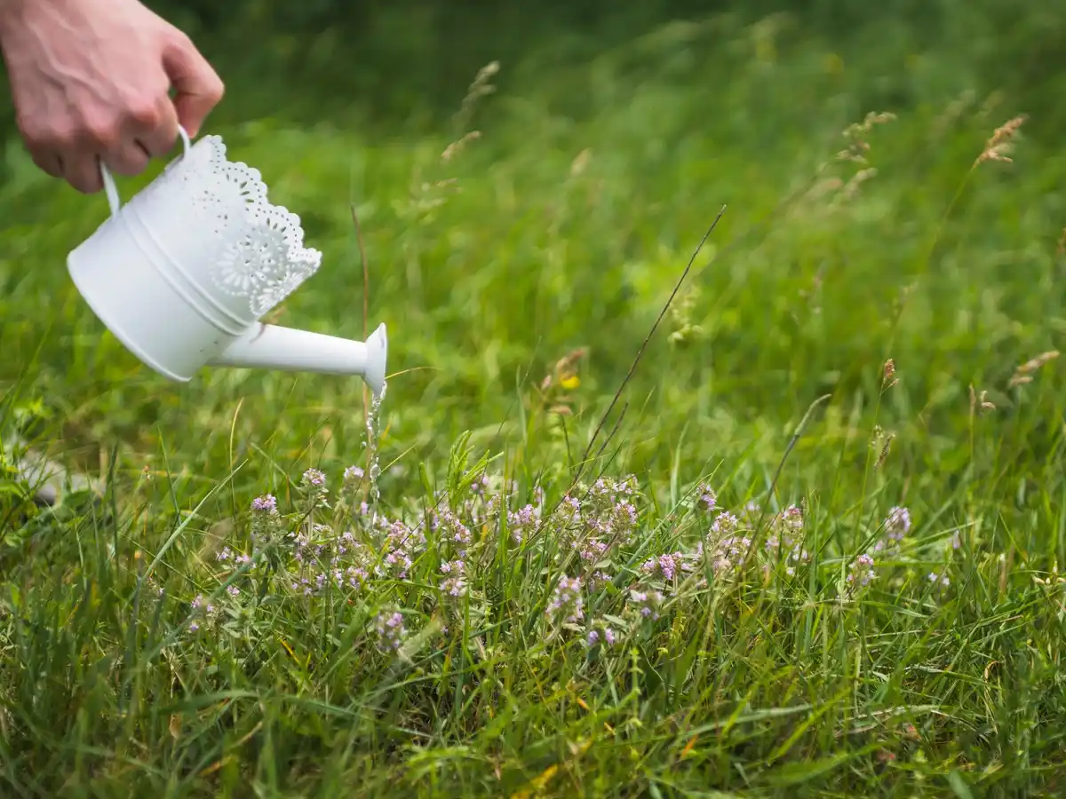 watering lawn early morning netherlands