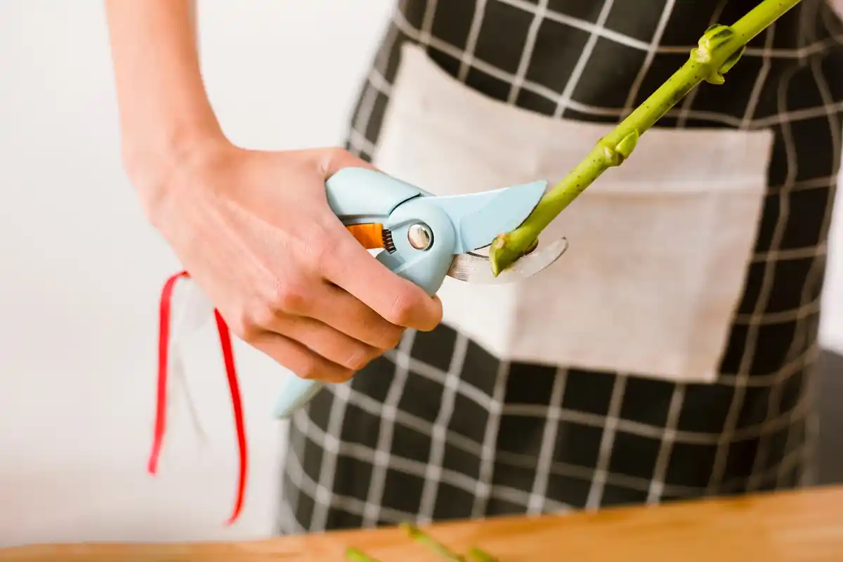 garden pruning shears spring