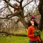 apple tree pruning Dutch garden early spring