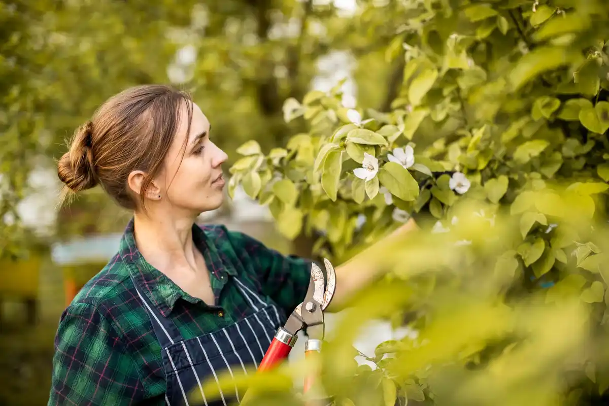 cutting apple tree branches garden knip moment