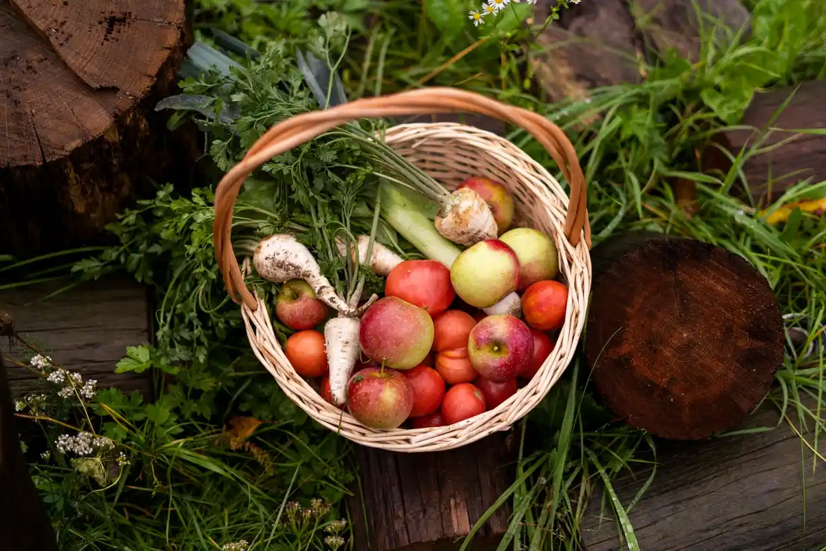 dutch organic vegetable garden with tomatoes and herbs