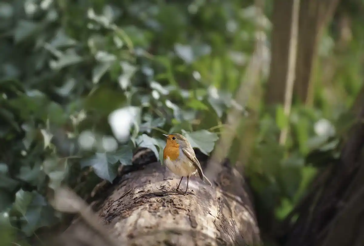 Zo bescherm je bijen en vogels met je eigen ecologische tuin