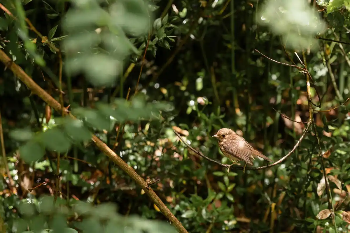 Bird feeding in a Dutch ecological garden with native plants