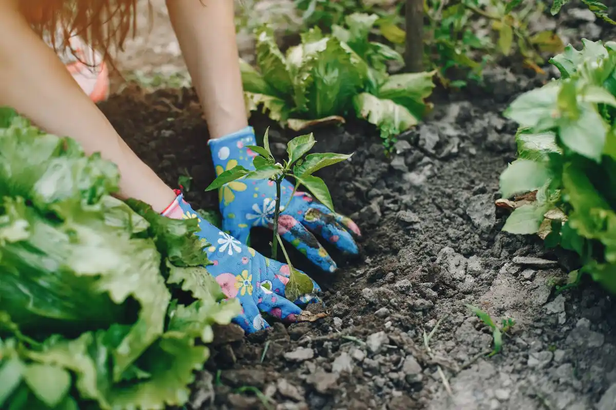 vegetable garden seedlings care watering planting soil