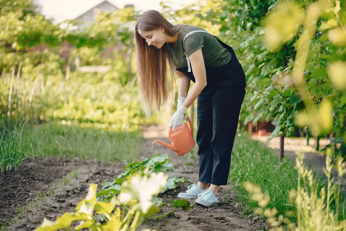 watering vegetable seedlings garden