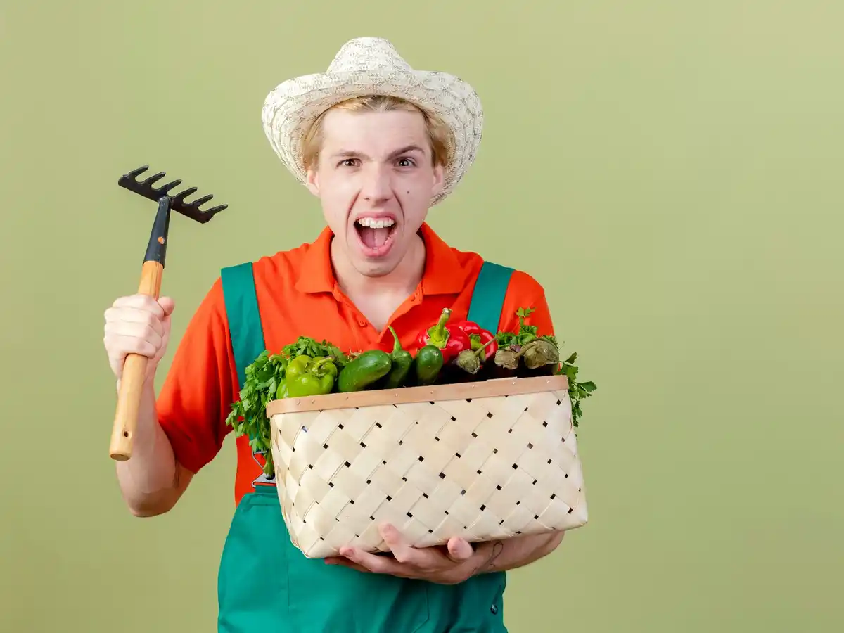 Dutch vegetable garden harvest