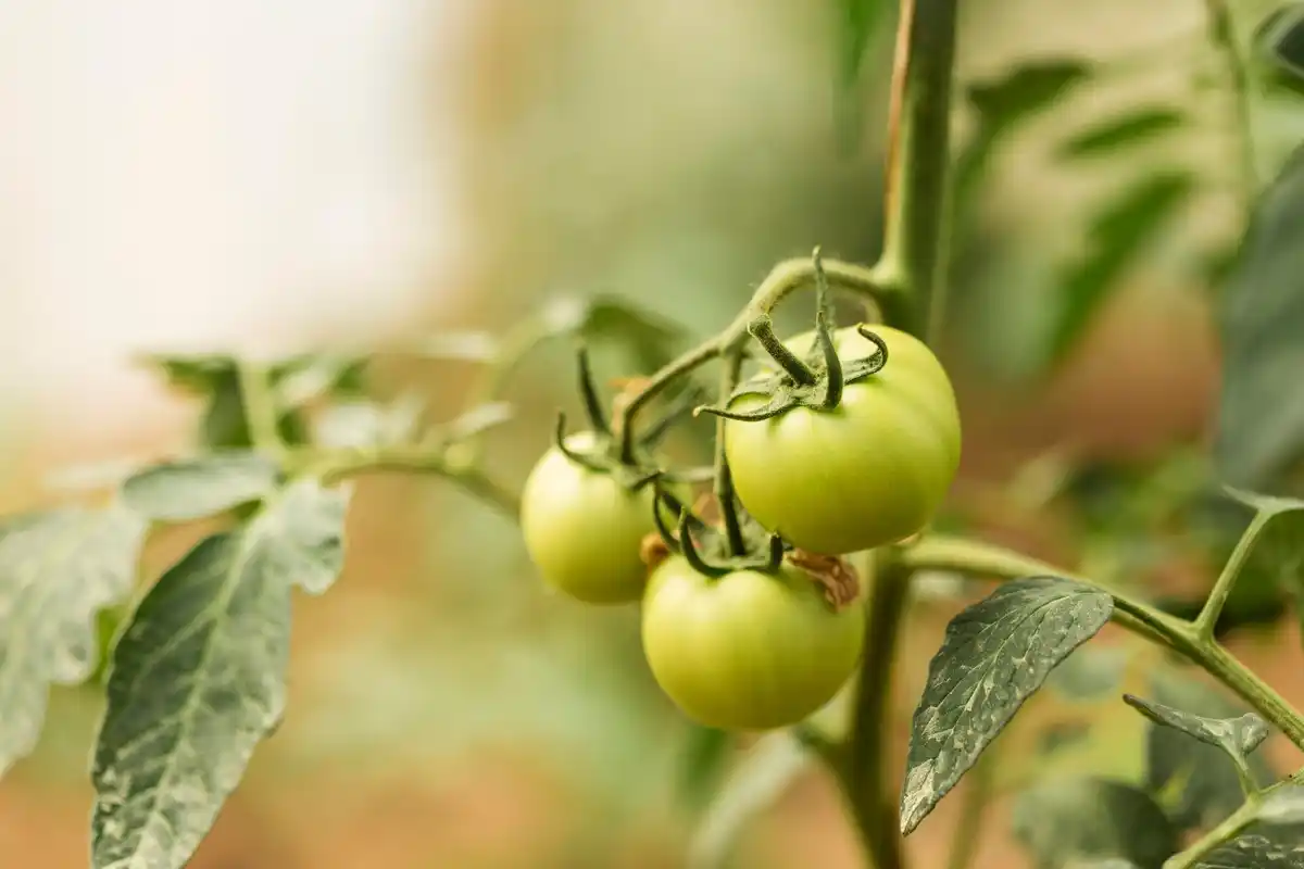 Dutch tomato garden summer sunny day