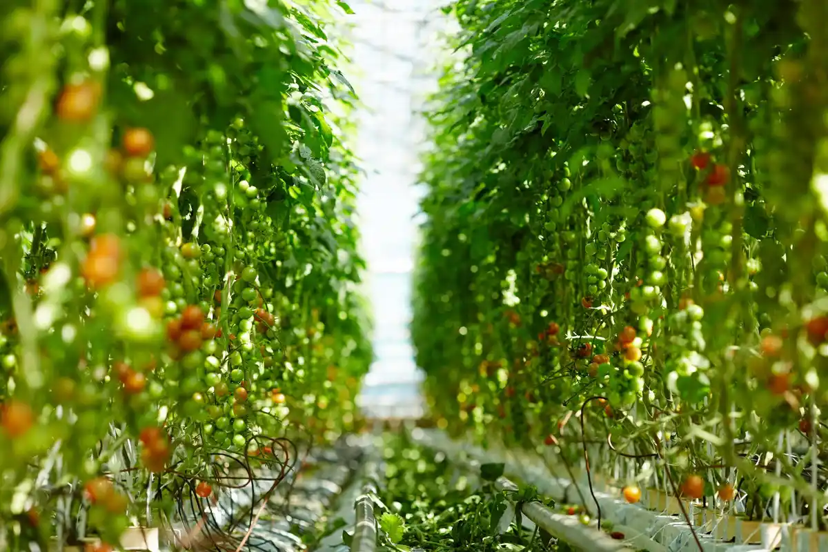 Dutch tomato garden sunny day