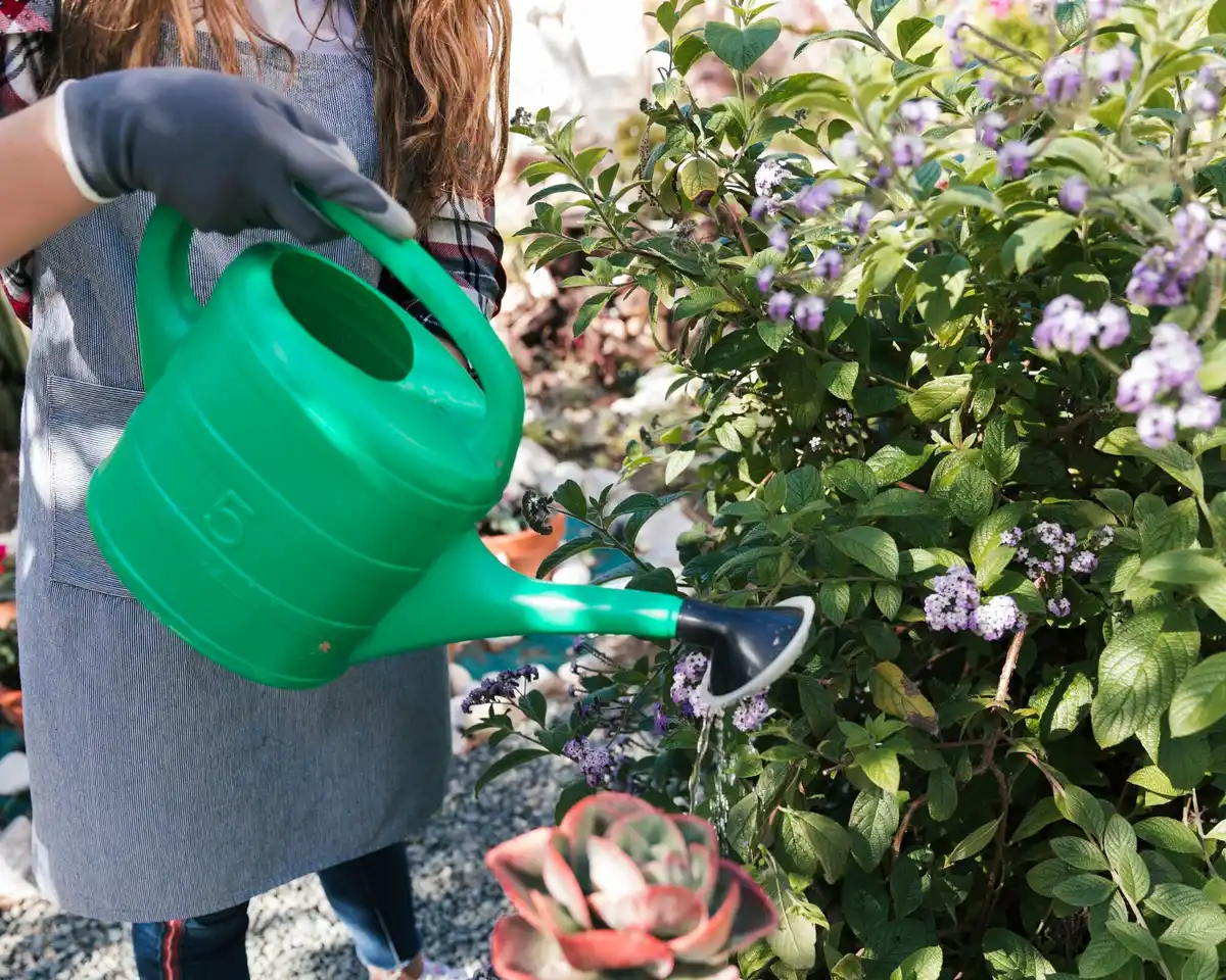 Watering tomato plants in urban garden