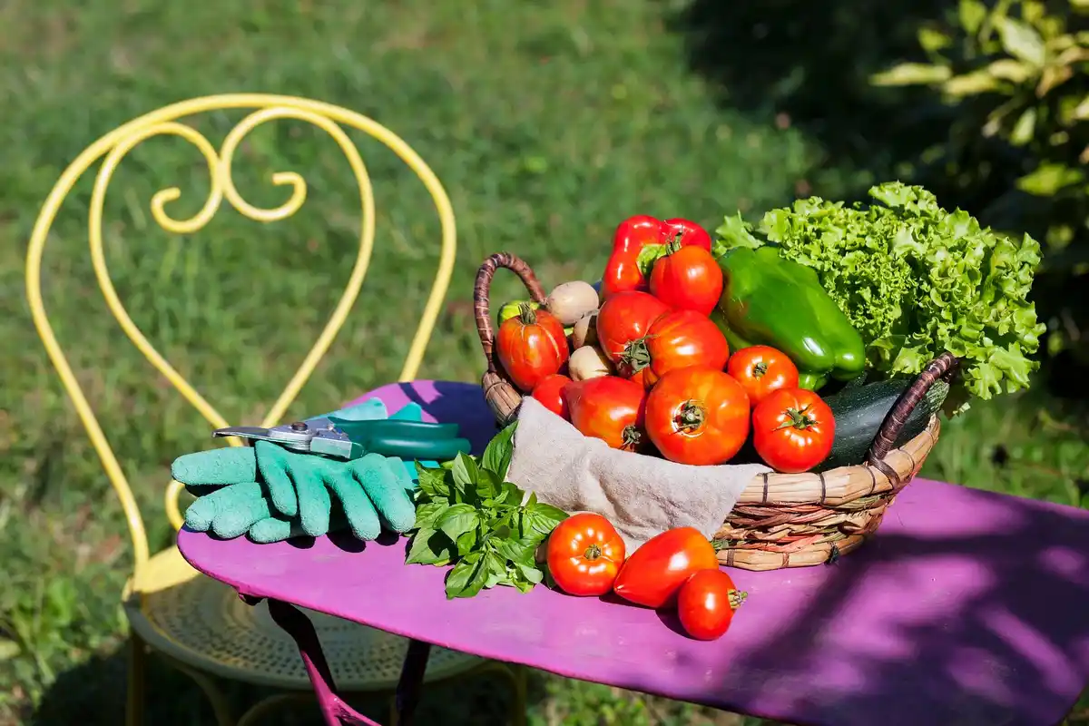 fresh vegetable garden in backyard with tomatoes and zucchini
