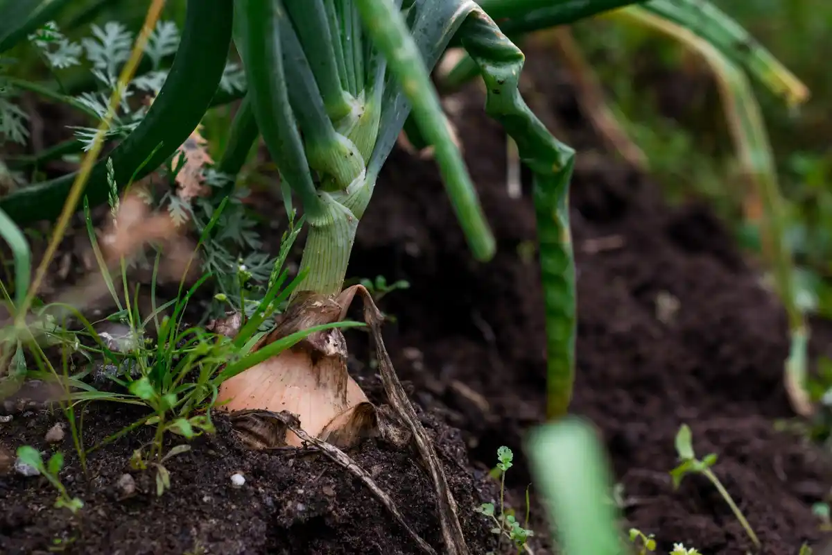 carrot planting garden soil close up sprouting seedlings