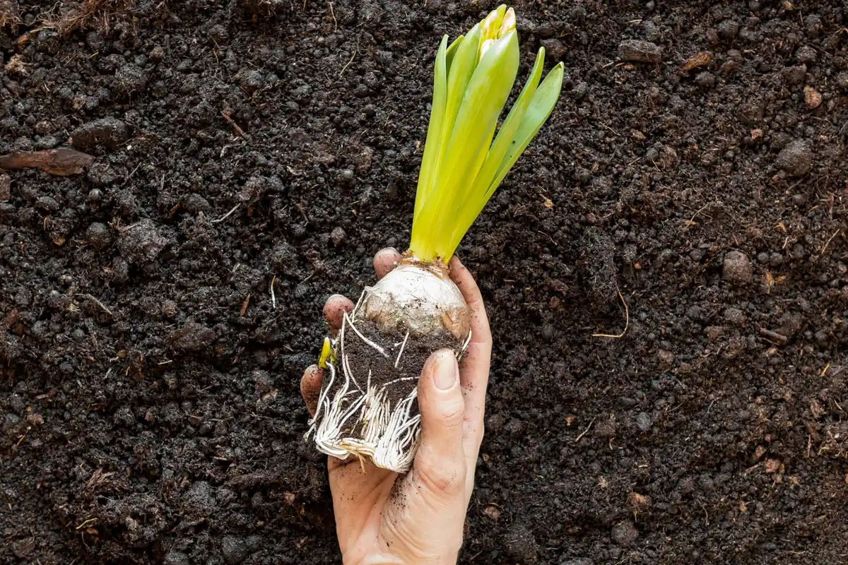 carrot seed planting close up garden soil