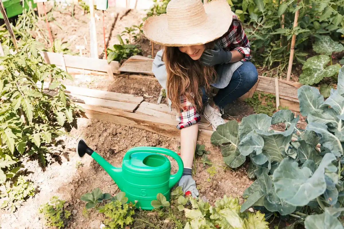 easy beginner vegetable garden backyard