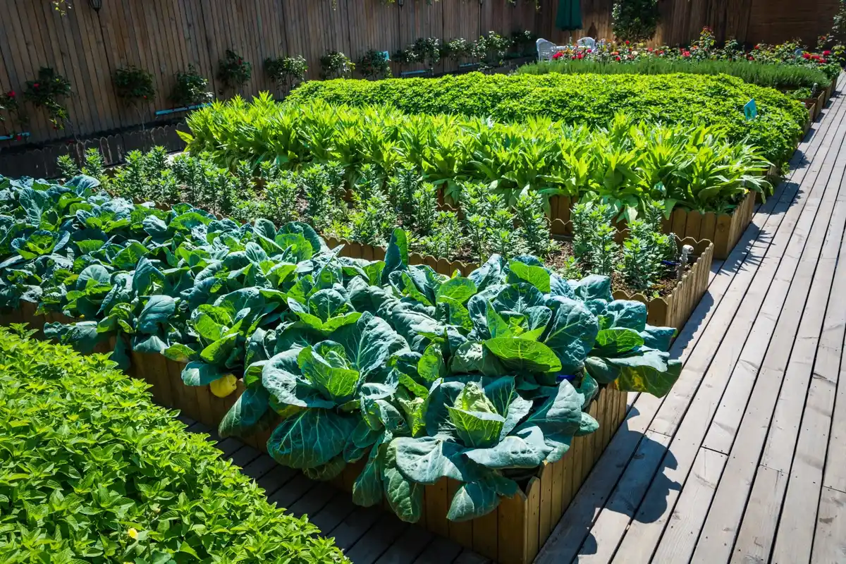 fresh lettuce growing in urban balcony garden