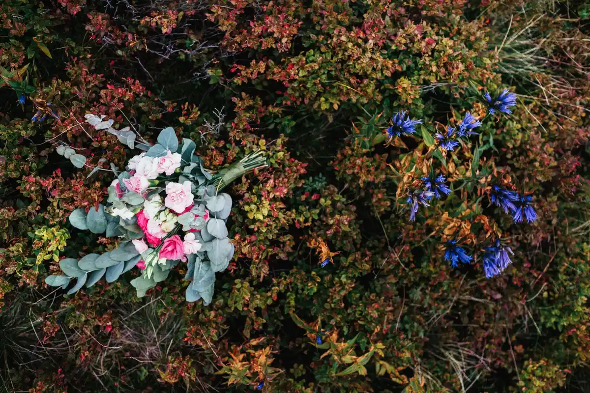 native dutch garden plants