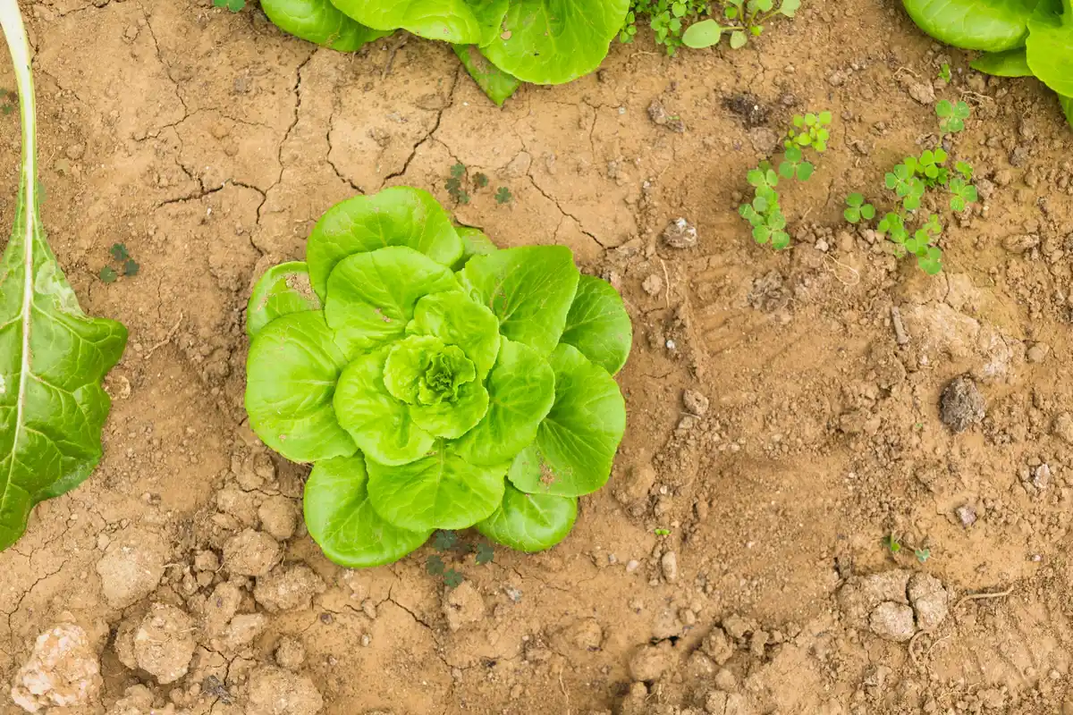 early bolting lettuce gardening Netherlands