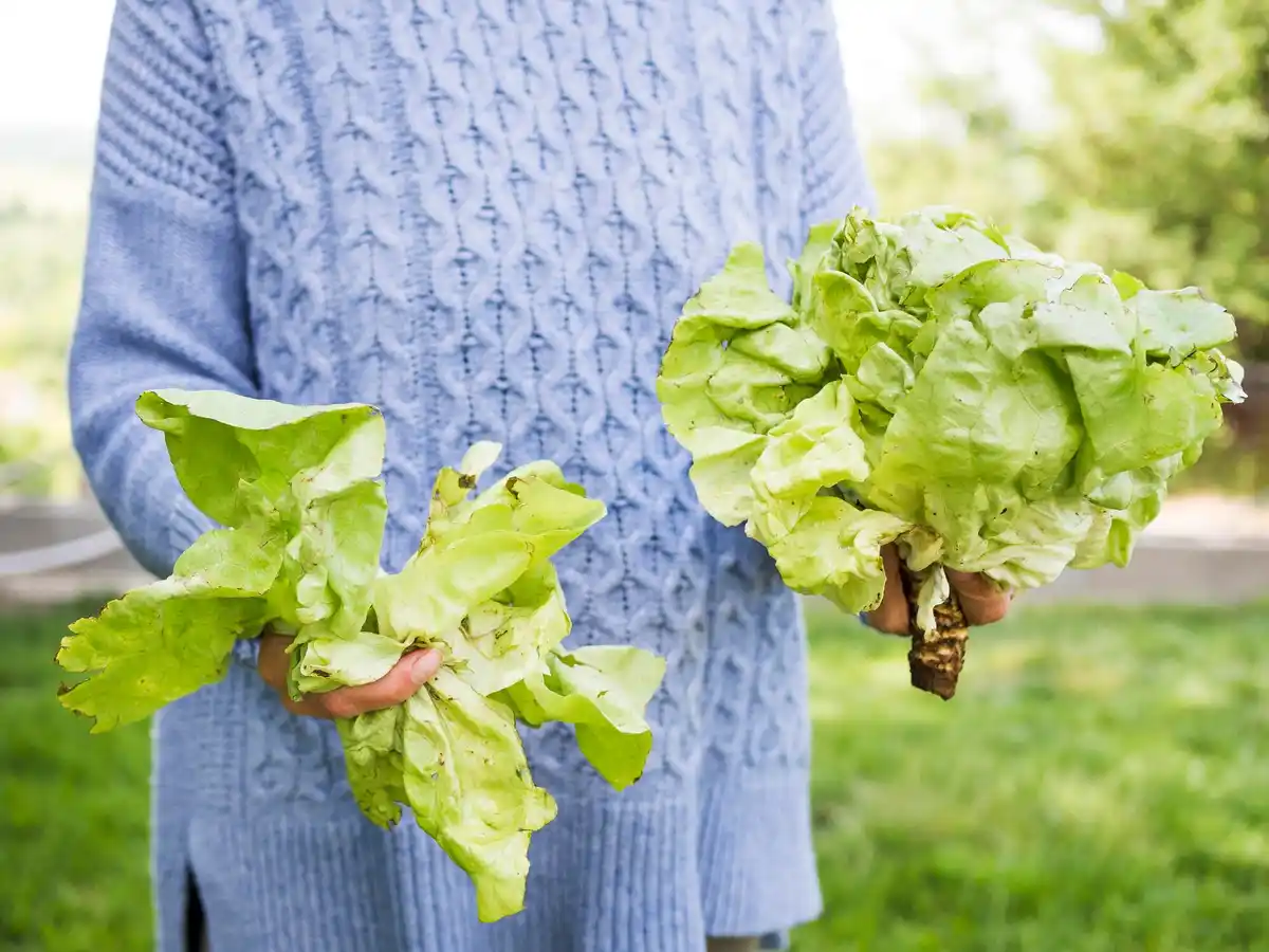 fresh lettuce garden Netherlands