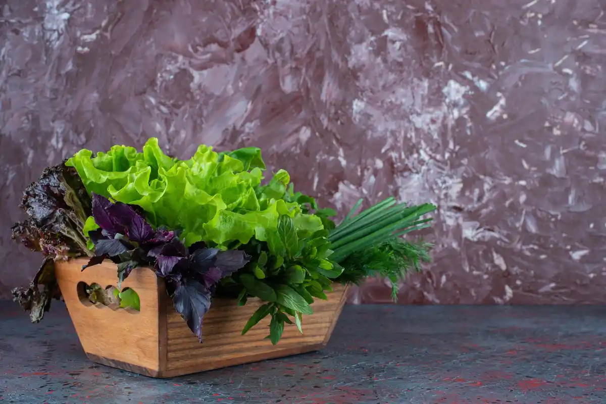 Dutch vegetable garden summer lettuce harvest
