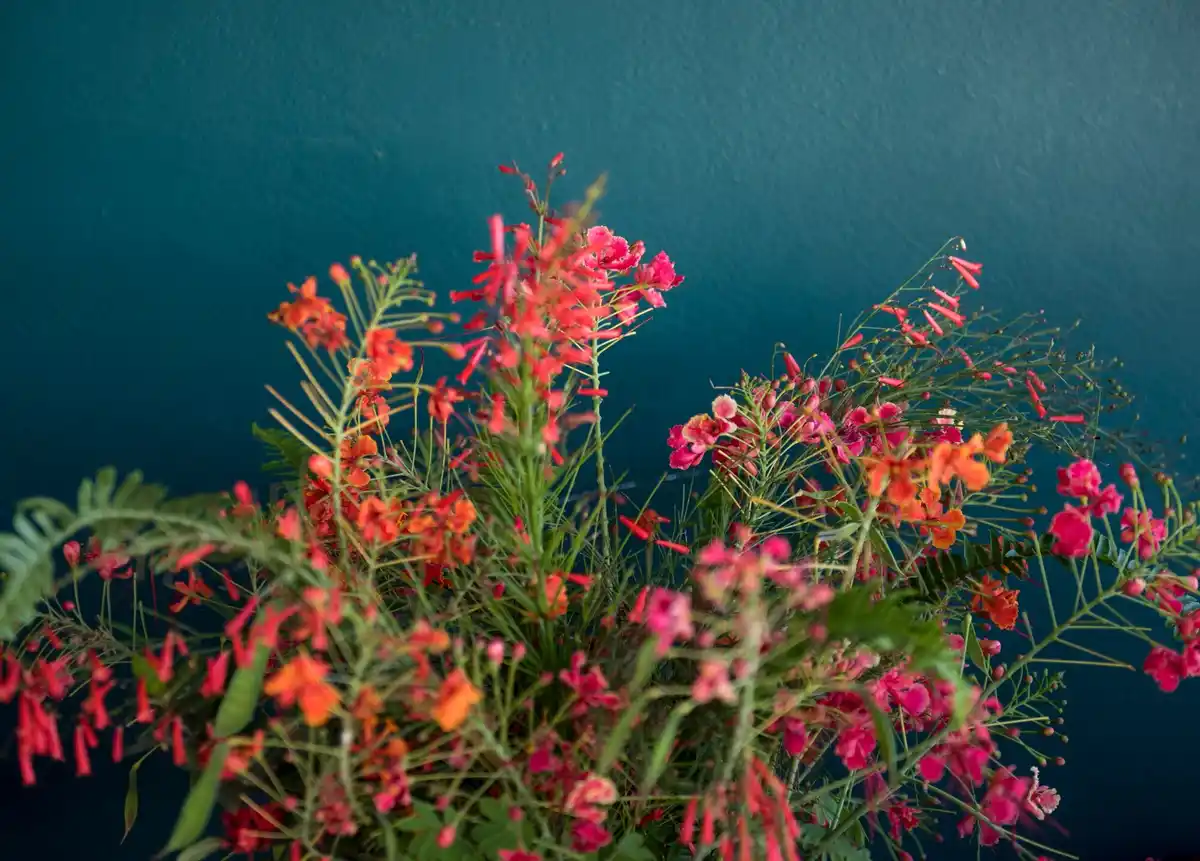Deze planten geven jouw tuin direct een nieuwe uitstraling