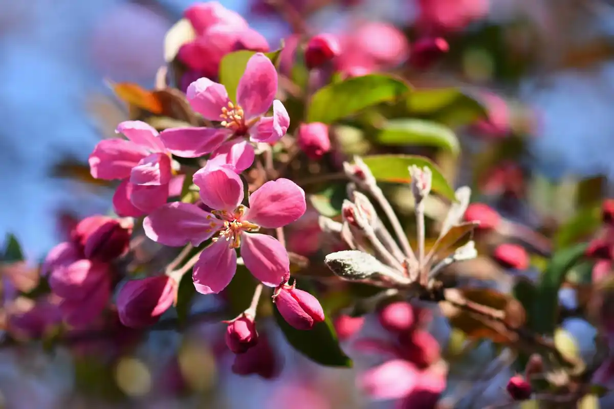 winter shrub blooming vibrant garden