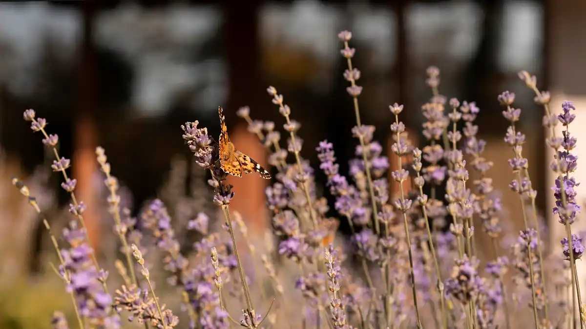 lavender field garden bees summer