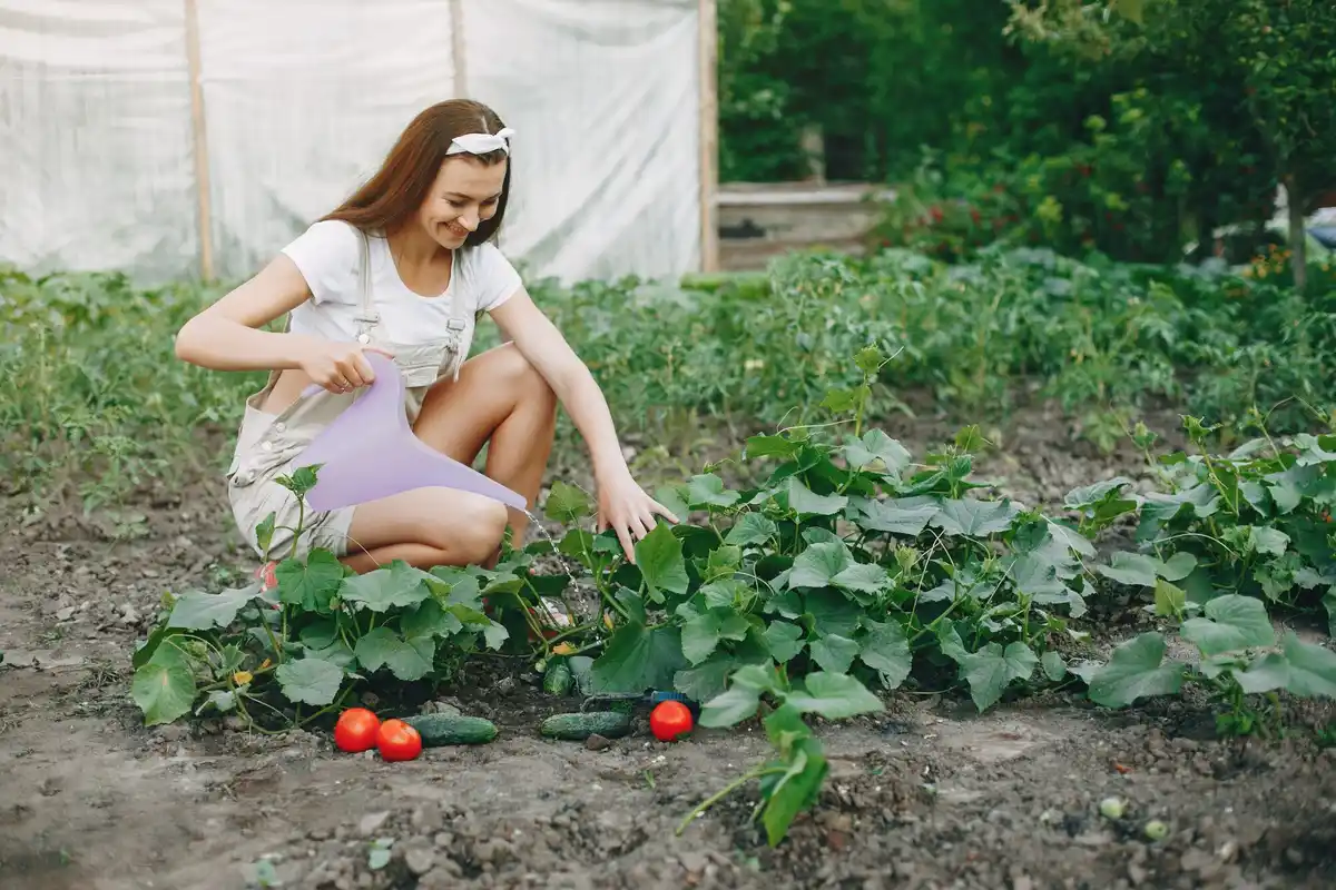 Dutch homegrown bell pepper plant garden